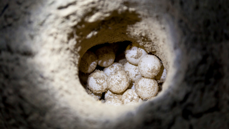 Sea turtle eggs in a nesting site, raising questions about halal consumption 