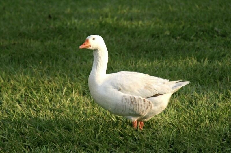 Duck farming for natural halal foie gras production 