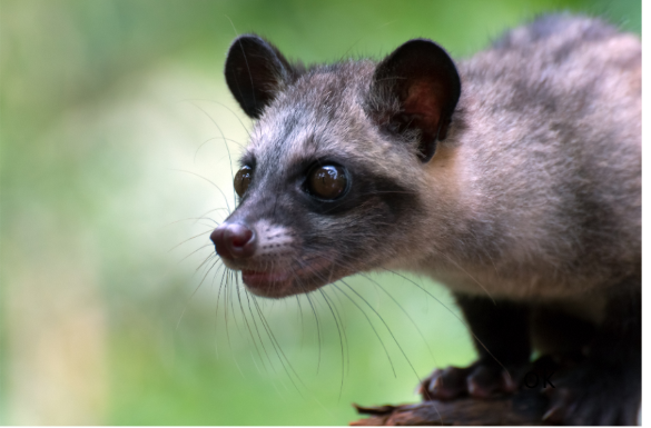 Asian palm civet, how is kopi luwak made
