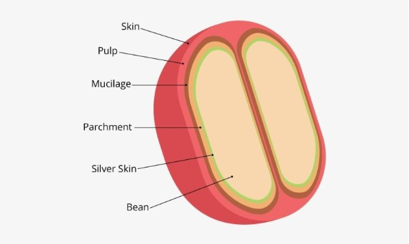 Understanding kopi luwak, coffee bean structure