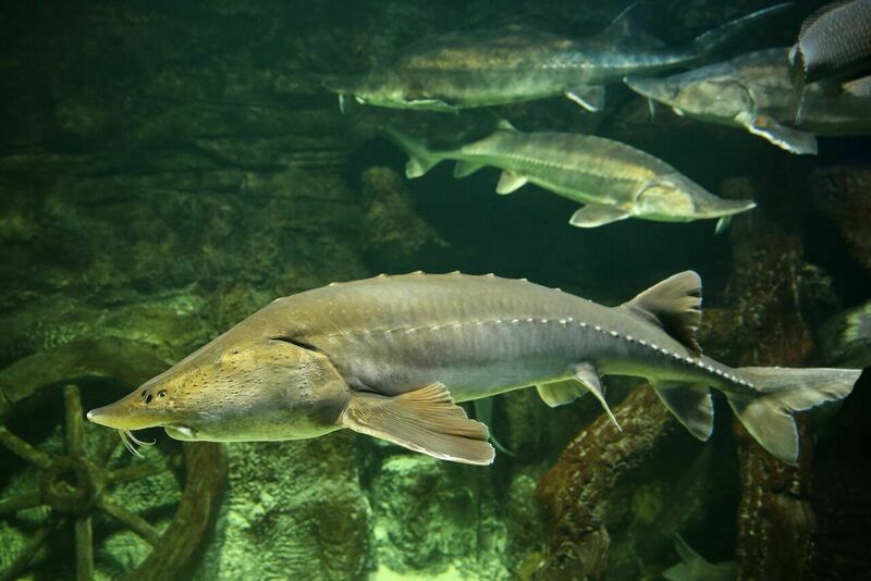 Sturgeon fish